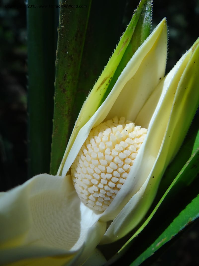 Pandanus fusinus, Buerki, S 335--Malaysia. Sabah. Tahan Niaga Plantation. 8 Apr 2012. 5 (11).JPG