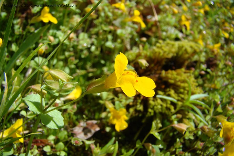 Mimulus guttatus, C. Davidson 11462--ID. Valley Co. Warm Lake. 16 June 2009. 088.jpg
