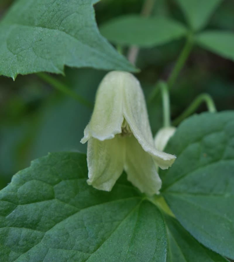 Clematis--Japan. Niigata. Miyoko-Togakushi N. P. Tsubame. 25 May 2016. DSC04209 (136).JPG