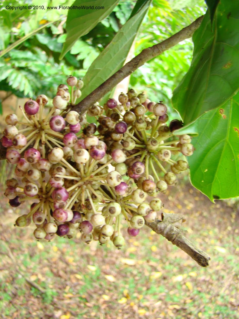 Dendropanax, B. Hammel 24708--Costa Rica. Prov. Limon. Selva Bananito Lodge. 13 Apr 08. 276 (1).jpg