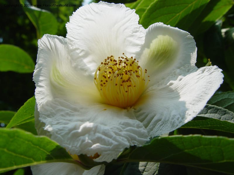 Stewartia pseudocamelia--CT. Hamden. Broken Arrow Nursery. 27 Jun 03. 018.jpg