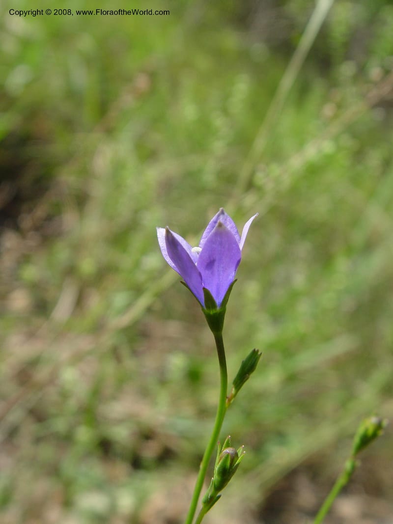 Wahlenbergia--So. Africa. KwaZuluNatal. Rd to Lake Sabaya Lodge.  30 Sep 03.  019.jpg