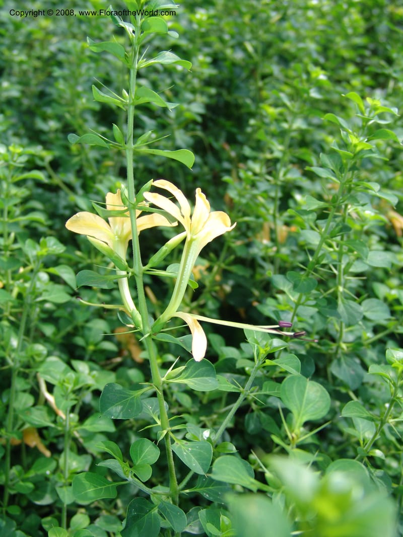 Barleria rotundifolia--So. Africa. Lowveld Nat. Bot. Gard. 14 Mch 05. 220.jpg
