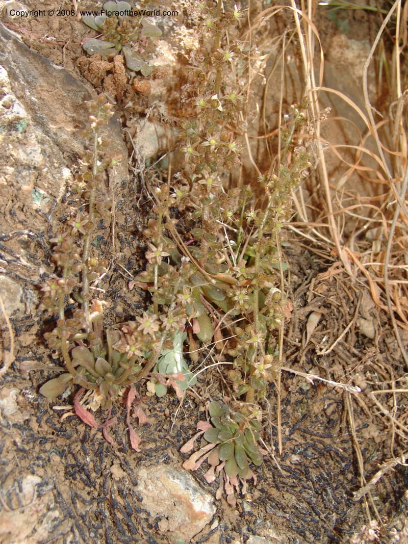 Sedum creticum v. monocarpicum--Crete. Samaria Gorge. 27 May 05. 147.jpg