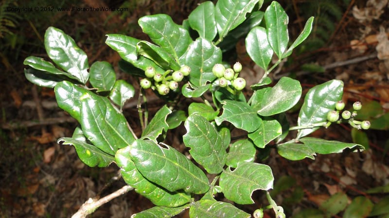 Polyscias, N. Manjato 196--Madagascar. E of Ambositra toward Antoetra. 2 May 2010 440.jpg
