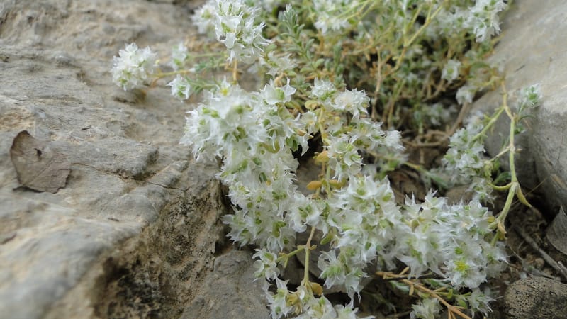 Paronychia kurdica, A. G. Miller 120.6--Iraq. Kurdistan. Shakh-i Pira Magun. 9 June 2010. 265 (9).jpg