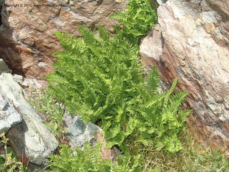 Athyrium alpestre v. americanum, CDavidson11134--Idaho Co. Hell's Can. Nat. Rec. Area. Heaven's Gate. 20 Jul 07. 124.jpg