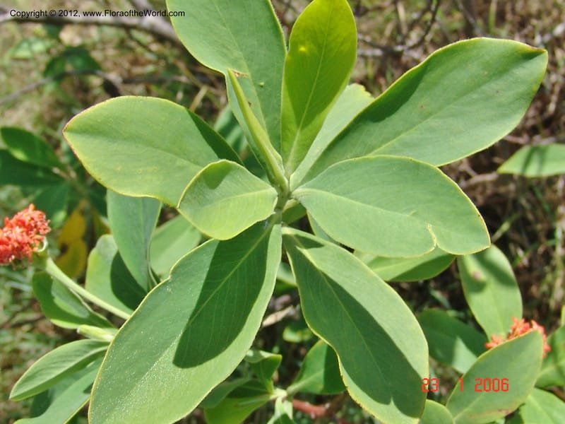 Gnidia daphnifolia, Rogers, Z 954-Madagascar, 23 Jan 2006 006 (7).jpg