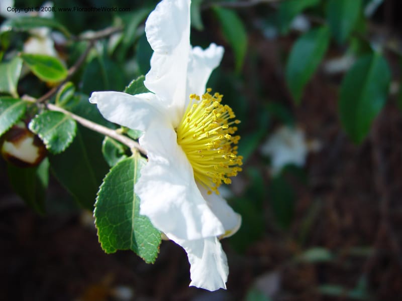 Camellia yunnanensis, 80.0055--CA. UC Berkeley Bot. Gard. 10 Feb 03. 035.jpg