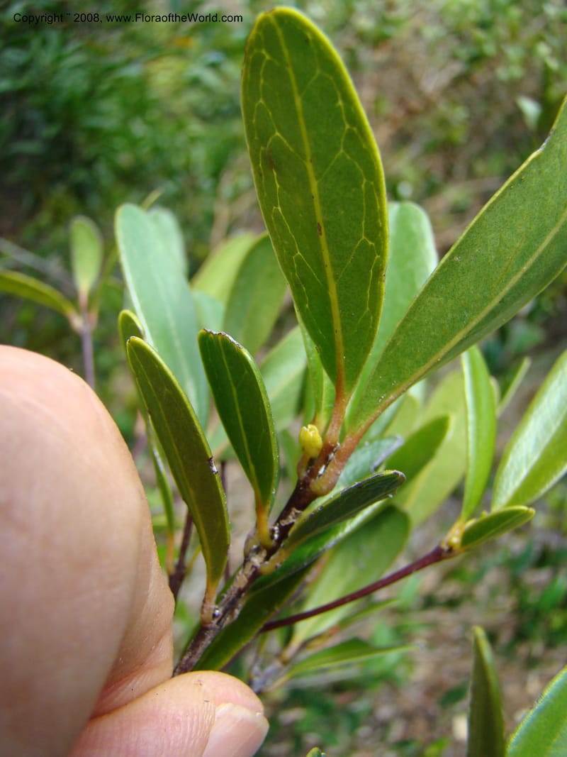 Medicosma, JMunzinger 4727--New Caledonia. Poum Mine. 13 Nov 07. 163.jpg