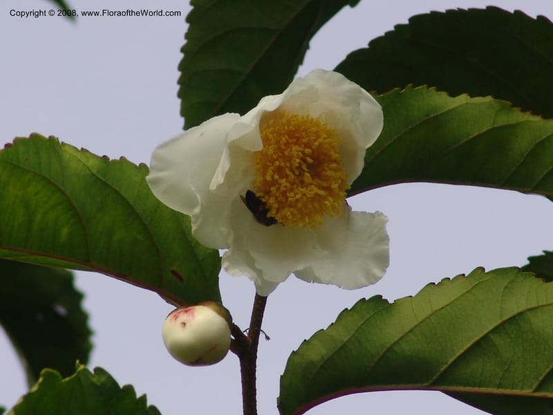Oncoba spinosa--Kenya. Brooks Bond Tea Estate, Kericho. 10 Jul 04. 195.jpg