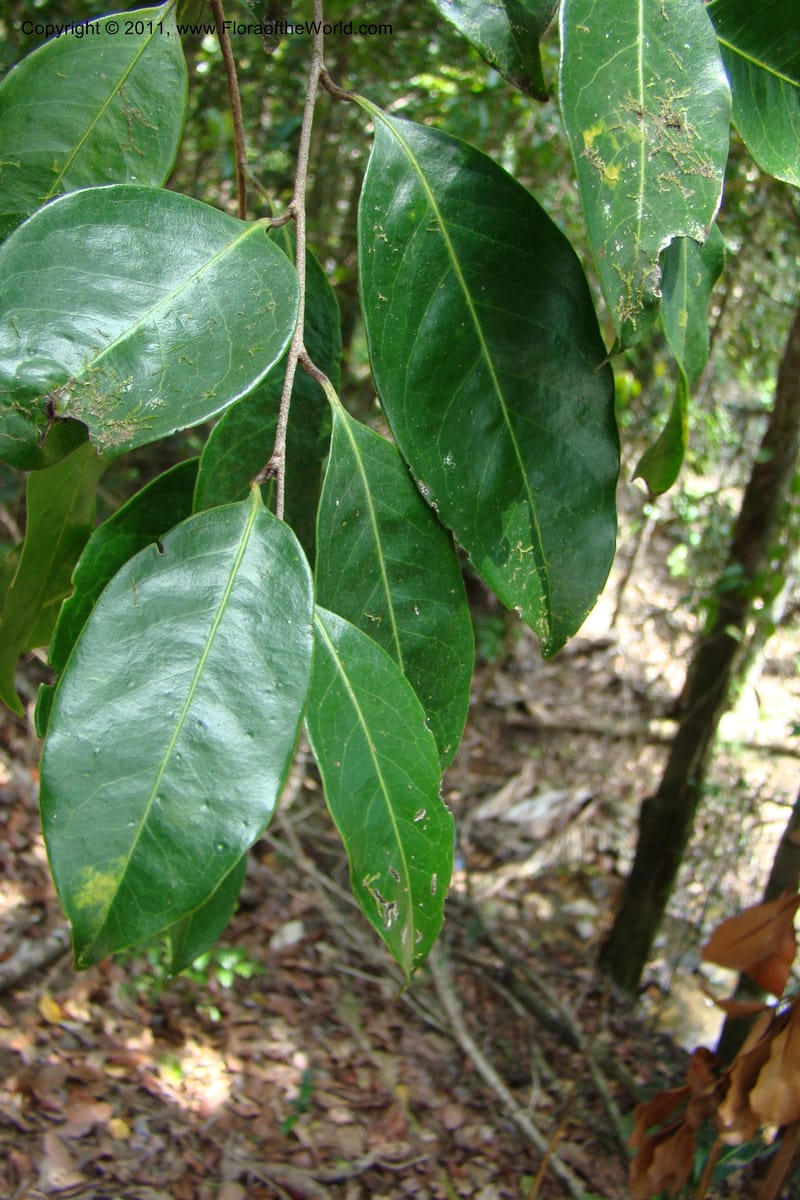 Hunga, M. Callmander 773--New Caledonia. Upper Tene River Valley. 19 Jan 2010. 377 (138).jpg
