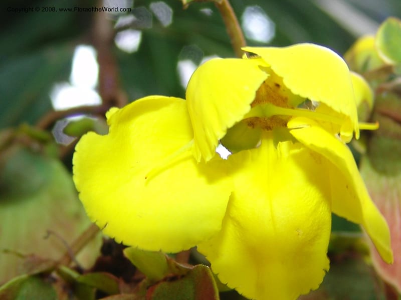 Acridocarpus natalitica--So. Africa. Lowveld Nat. Bot. Gard. 14 Mch 05. 422.jpg