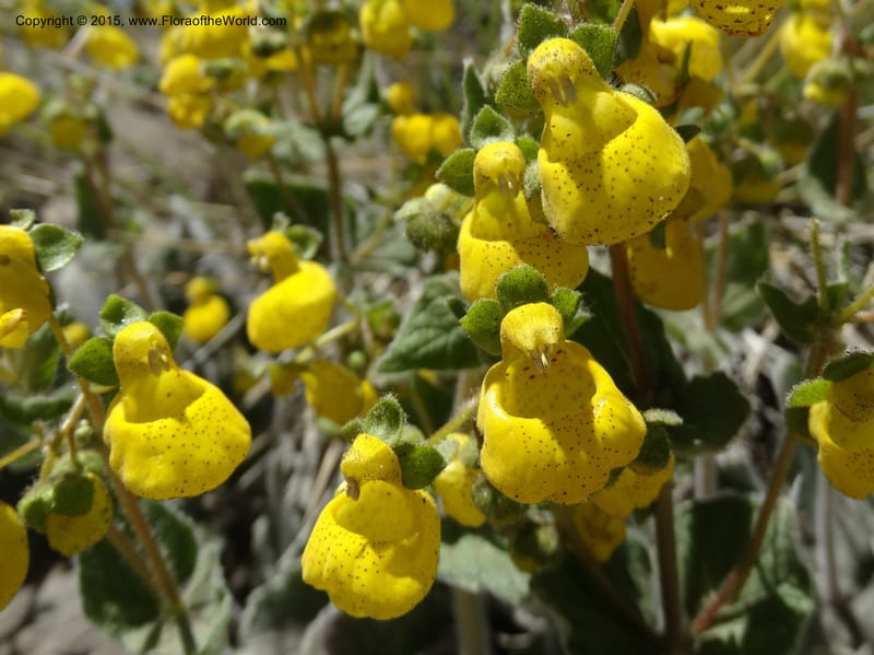 Calceolaria corymbosa, Davidson, C 12792--Chile. Ruta 115, to Laguna del Maule. 24 Nov 2014. DSC07486 (423).JPG