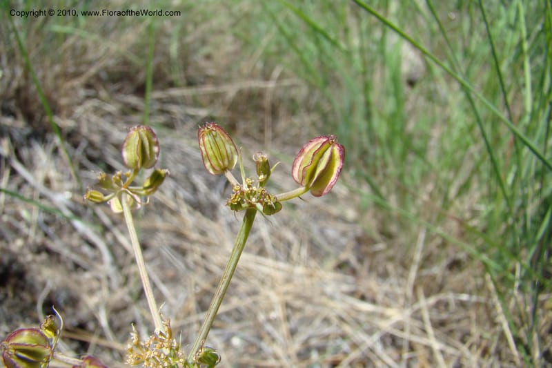 Cymopterus glaucus, C. Davidson 11362--Idaho. Idaho Co. Salmon River. Polly Bemis Ranch. 27 May 2009. 239.jpg