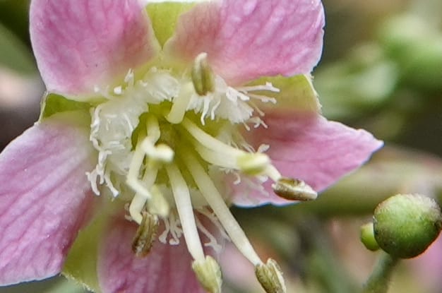 Delavaya toxocarpa, D. Boufford 44087--China. Yunnan. Xinshao Village. 28 Apr 2018. DSC00001 (35).JPG