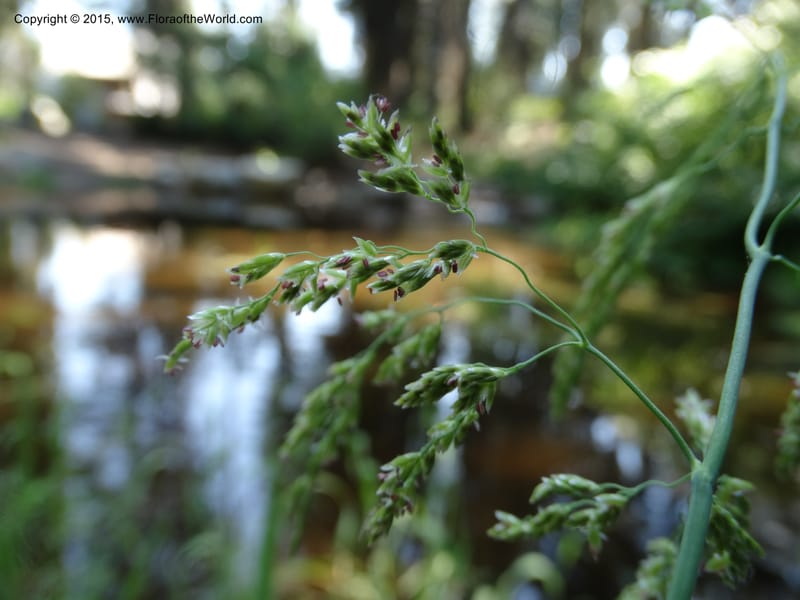 Torreyochloa pallida var. pauciflora, Davidson, C 12609--Idaho. Valley Co. Payette Lake. Sylvan Cr. 20 Jul 2014. DSC00669 (60).JPG