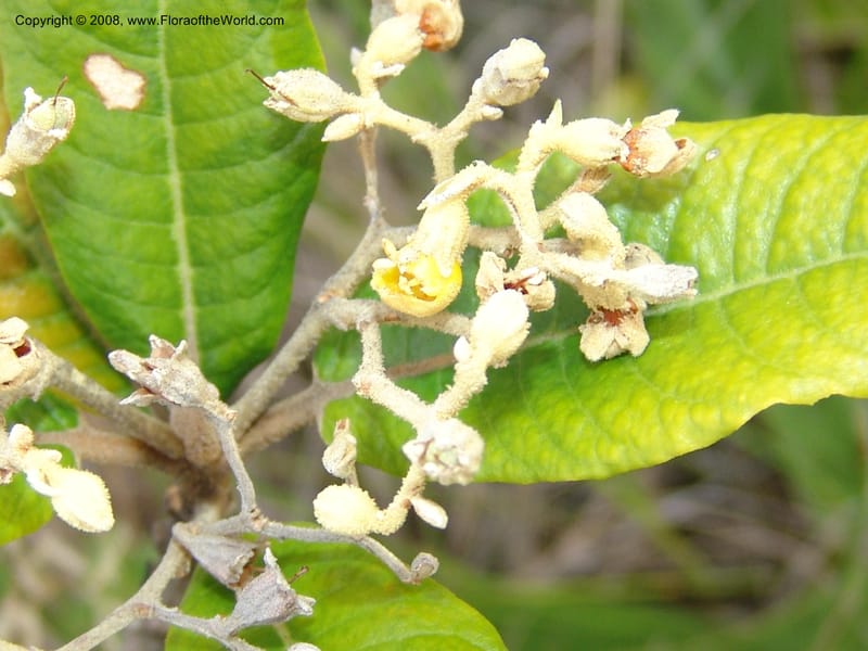 Anastrabe  integerrima--So.Africa. E. Cape. Umtamvuna Nat. Res. 11 Mch 05. 078.jpg