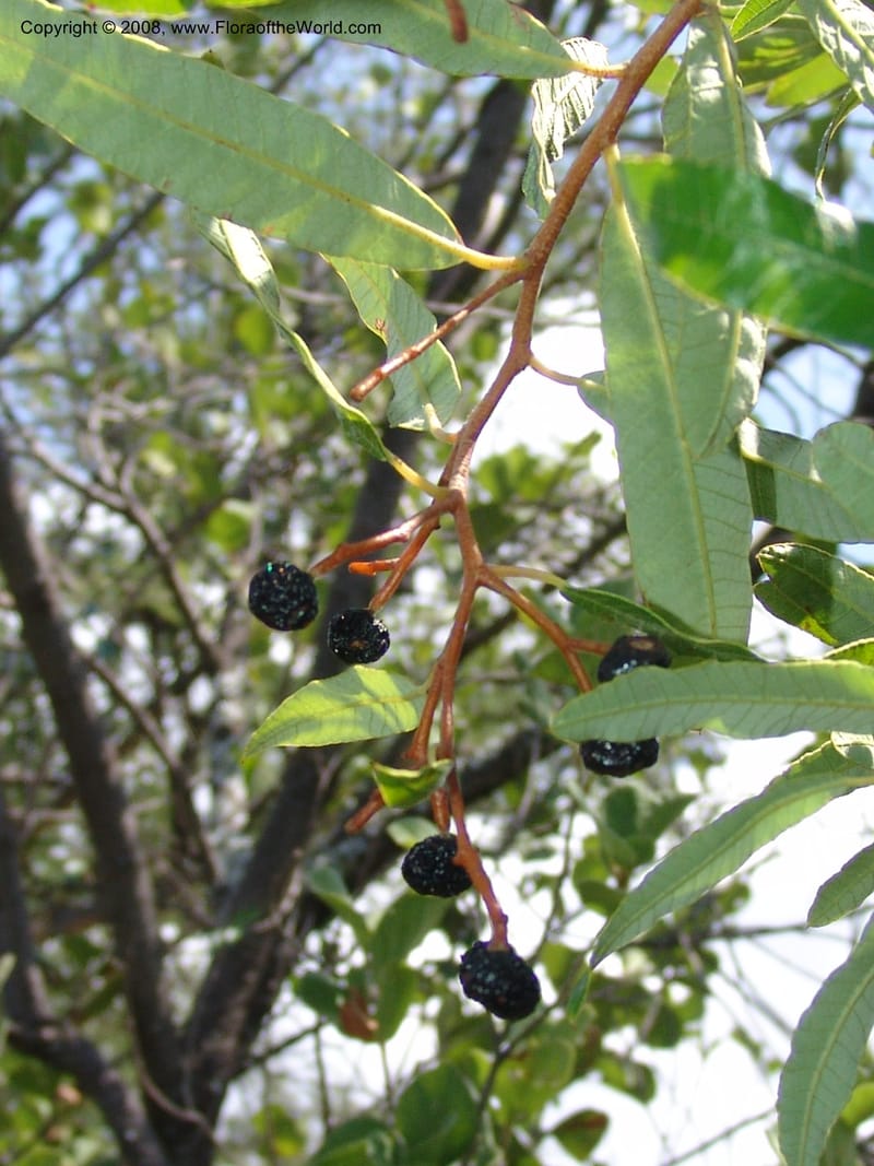 Ozoroa paniculosa--So.Africa. Mpumal. twd Rietfontein. 16 Mch 05. 374.jpg