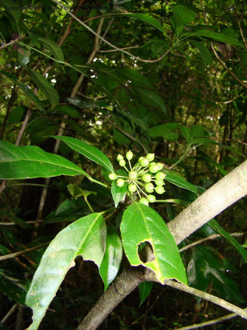 Dendropanax querceti, B. Hammel 24 575--Costa Rica. Hered. Volcan Barva. 9 Apr 08. 339 (1).jpg
