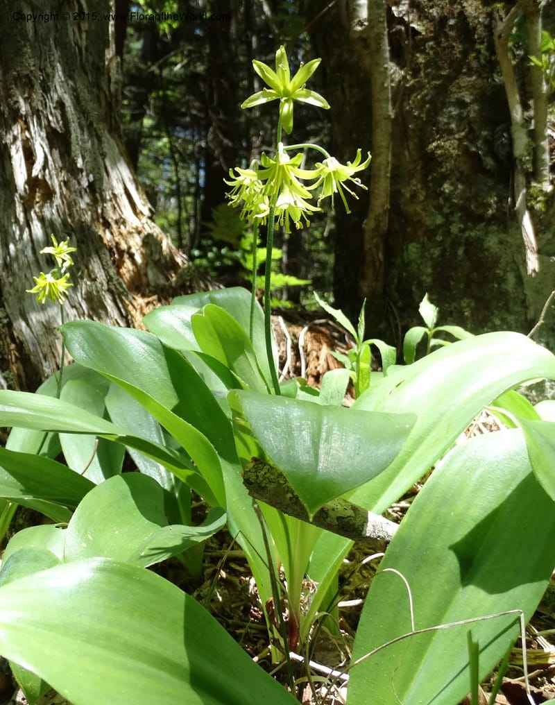 Clintonia borealis, Davidson, C 13070--North Carolina. Trans. Co. Devils Courthhouse. 21 May 2015. DSC07059 (20).JPG