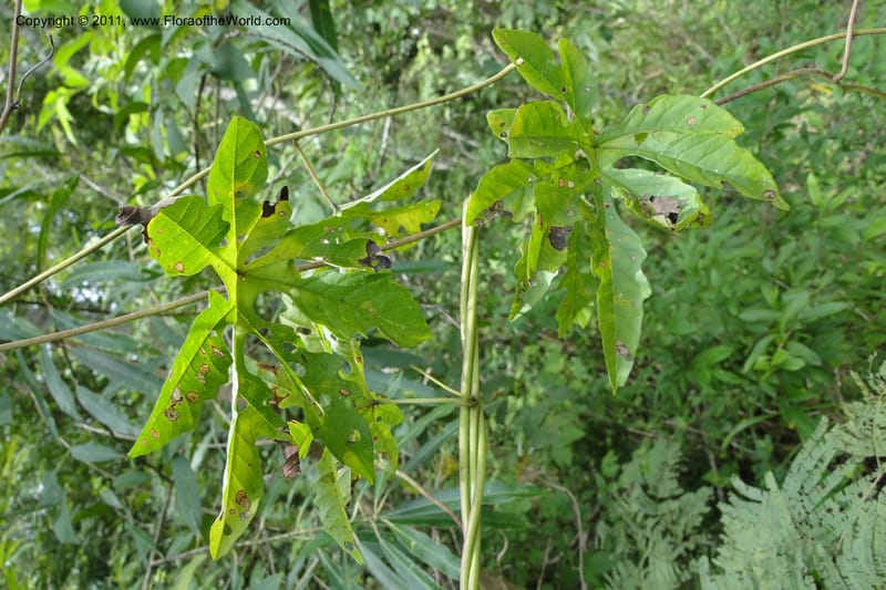 Merremia, W. D. Stevens 31279--Paraguay. Edo. Concepcion. Garay Cue. 21 Mar 2011. 197 (19).jpg