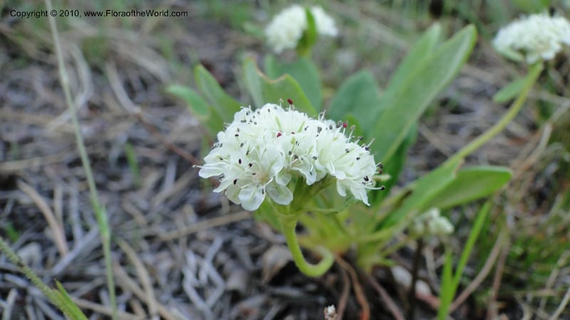 Eriogonum pyrolaeifolium var coryphaeum, C. Davidson 11759--ID. Valley Co. Road to Gold Fork Looklout. 16 July 2010. 109.jpg