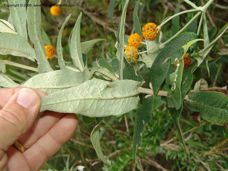 Buddleja globosa, 77.0292CA. UC Berkeley Bot. Garden.  30 Jun 06. 125.jpg