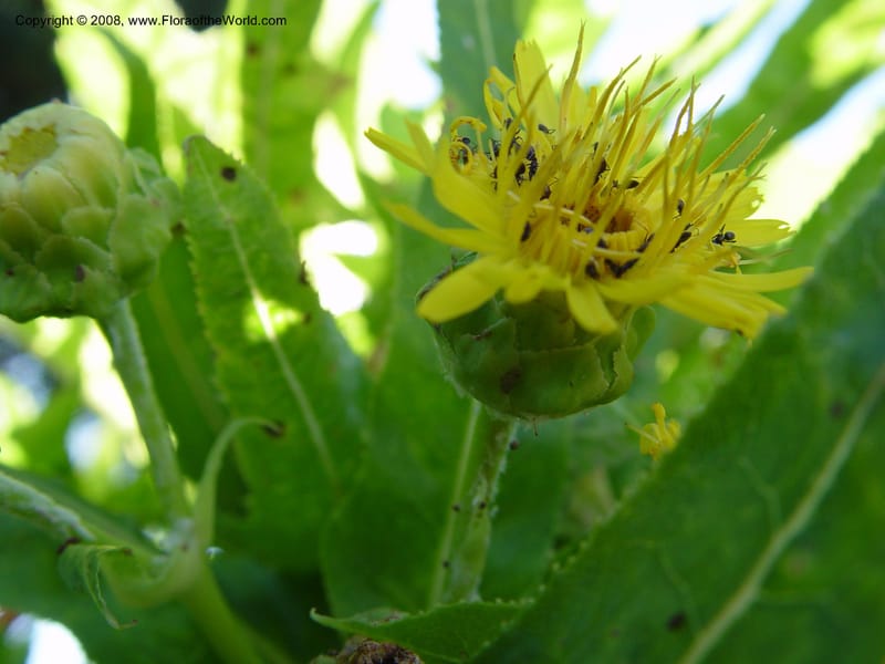 Sonchus congestus--Spain. Barcelona Botanic Garden. 21 Apr 04. 097.jpg