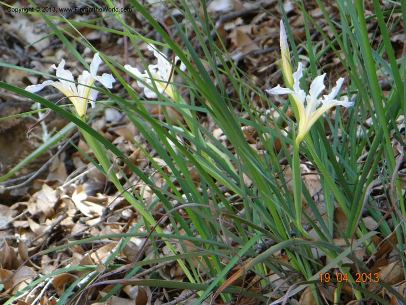 Iris tenuissima, Davidson, C 12132--USA, California, Nevada Co. 19 Apr 2013  0111 (11).JPG