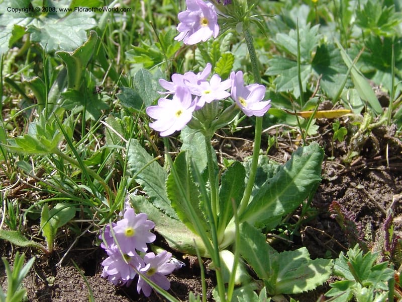 Primula algida--Georgia. Kazbeki . Trail-road to Sameba Church. 2 Jun 05. 028.jpg