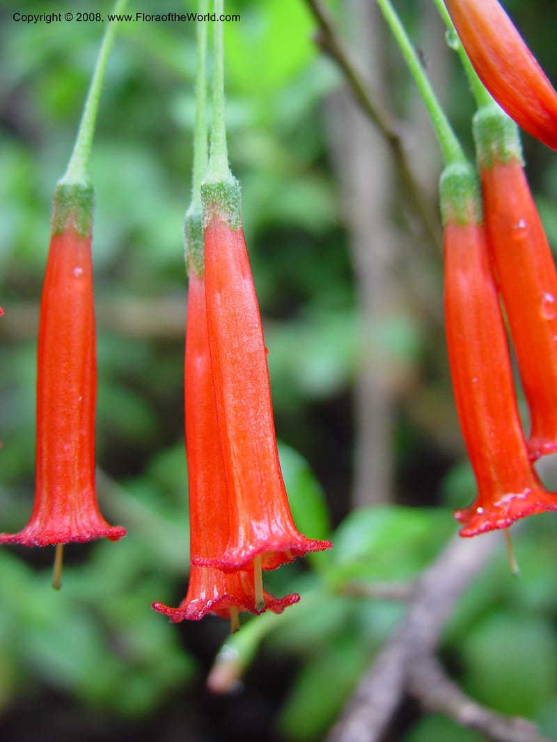Iochroma fuchsioides--CA. UCLA. Mathias Bot. Gard. 13 Feb 03. 041.jpg