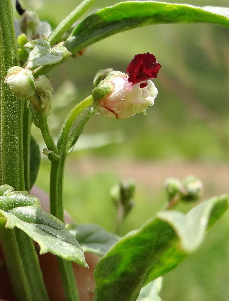 Scrophularia--Kurdistan. Hawraman. Stop 5. 22 May 2013. DSC04493 (38).JPG
