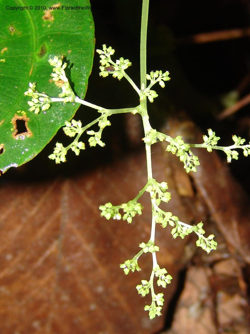 Pilea selbyanorum, Croat 96218--Ecuador. Centro Cientifico Rio Palenque. 22 Mar 06. 031 (5).jpg