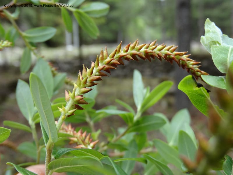 Salix, Boufford, D 43733--China. Sichuan. XinZhaZi Gou. 14 May 2014. DSC06426 (125).JPG