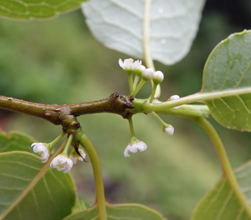 Ilex polyneura, D. Boufford 44125--China. Yunnan. Da Wei Shan. 2 May 2018. DSC01093 (318).JPG
