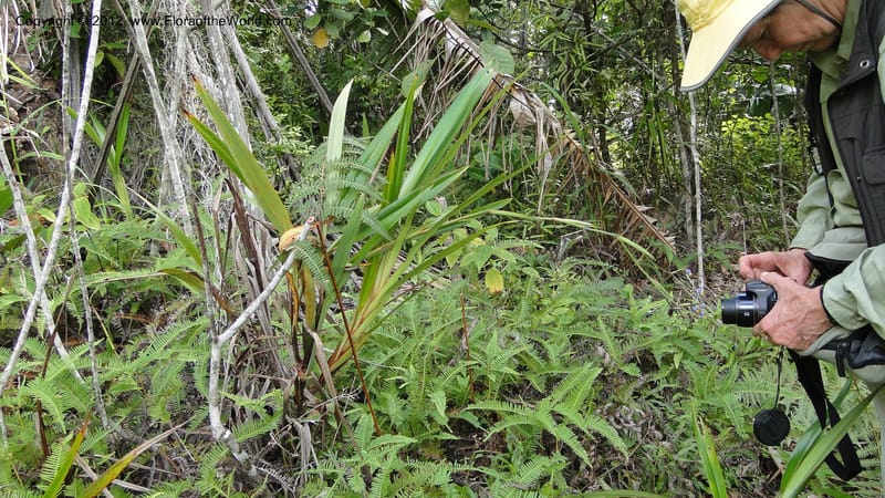 Dianella ensifolia, A. Ramahefaharivelo 168--Madagascar. Ambolotara. Ambodini, Vatovavy. 3 May 2010 177 (57).jpg