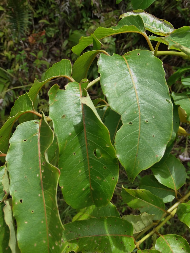 Polyscias joskei, Plunkett, C 3177--Fiji. Delaikoro Mtn. 3 Nov 2015. DSC08393 (67).JPG