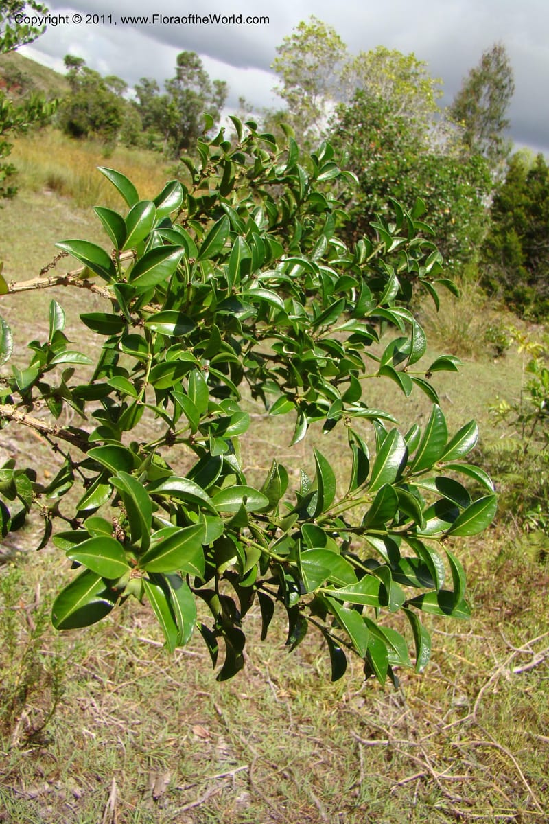 Buxus madagascarica, Razafindraibe 200--Madagascar. Prov. Fianarantsoa. RN 12. 14 Jan 09. 104 (11).jpg