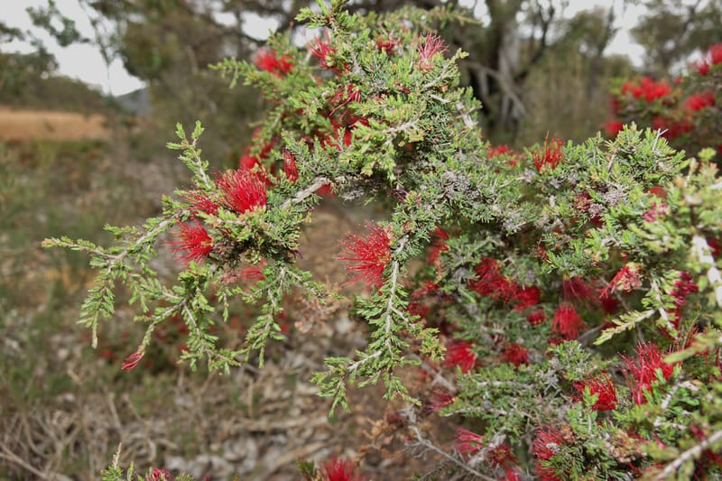 Beaufortia cyrtodonta, Davidson, C 13522--Australia. W.A. Red Gum Pass Rd., odom 31. 30 Oct 2016. DSC07055 (20).JPG