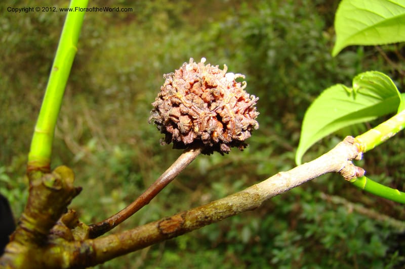 Altingia siamensis, Regalado 1662--Viet Nam. Hoang Lien Son. 7 Apr 09. 129 (4).jpg
