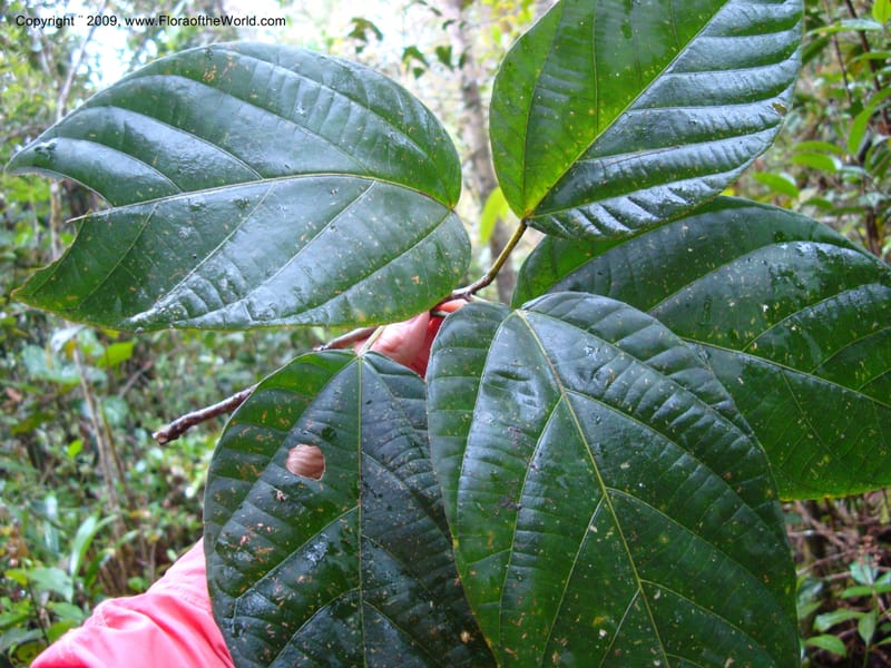 Alchornea, D. Neill 15916--Ecuador.Prov.ZamoraC.WawaimePlotEcuacorriente 22 Sep 2007 338 (10).jpg