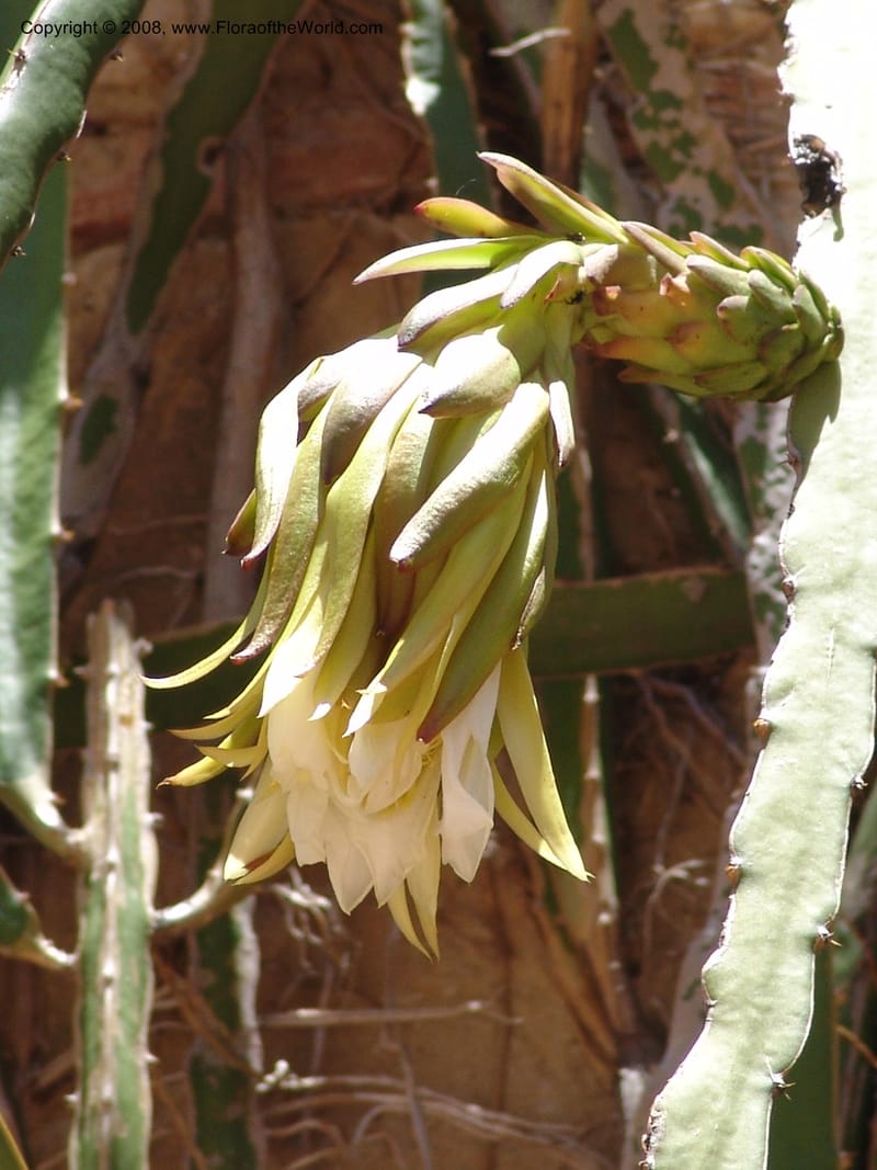 Heliocereus undatus, s.n.--MX. Oaxaca. Oaxaca. Jardin Etnobotanico. 5 Aug 2007. 507.jpg