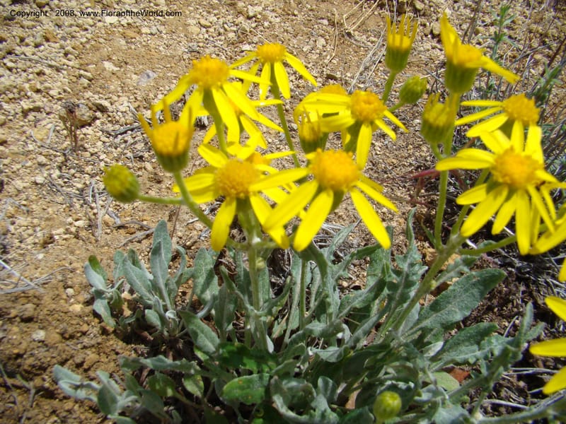 OR. Malheur Co. Leslie Gulch. 1 Jun 08. 252.jpg