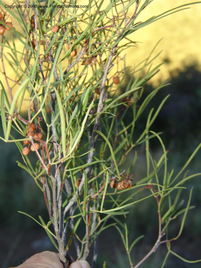 Rhus--So.Africa. E. Cape. Joubert's Pass, SE of Lady Gray. 9 Mch 05. 304.jpg