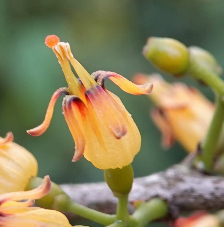 Macrosolen cochinchinensis, D. Boufford 44099--China. Yunnan. Lao jun Shan. 30 Apr 2018. DSC00424 (649).JPG