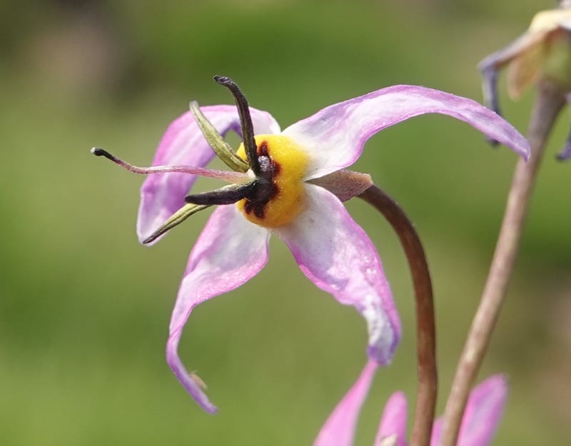Dodecatheon alpinum, Davidson 14247--OR. Harney Co. Steens Mtn. July 2021. DSC09986 (1154).JPG