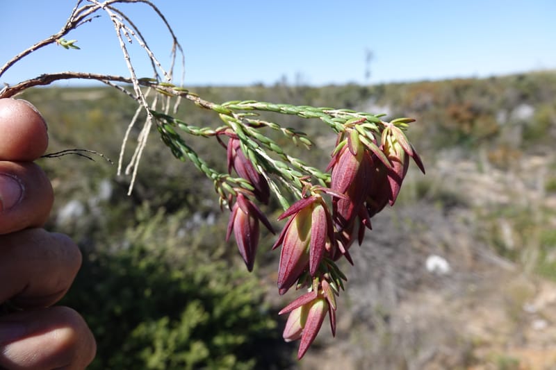 Darwinia speciosa, Davidson, C 13415--Australia. Kingia locality. 23 Oct 2016. DSC04566 (107).JPG