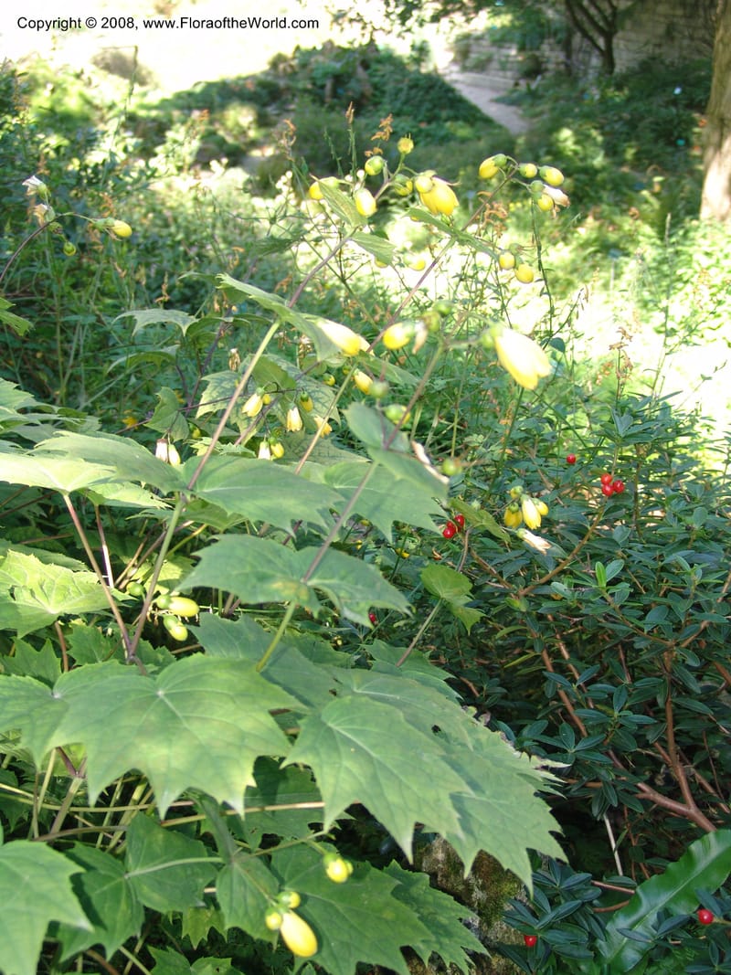 Kirengeshoma palmata--France. Paris. Jardin des Plantes. 4 Sep 07. 122.jpg