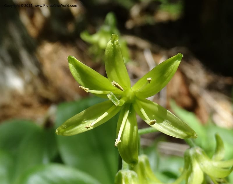Clintonia borealis, Davidson, C 13070--North Carolina. Trans. Co. Devils Courthhouse. 21 May 2015. DSC07059 (22).JPG